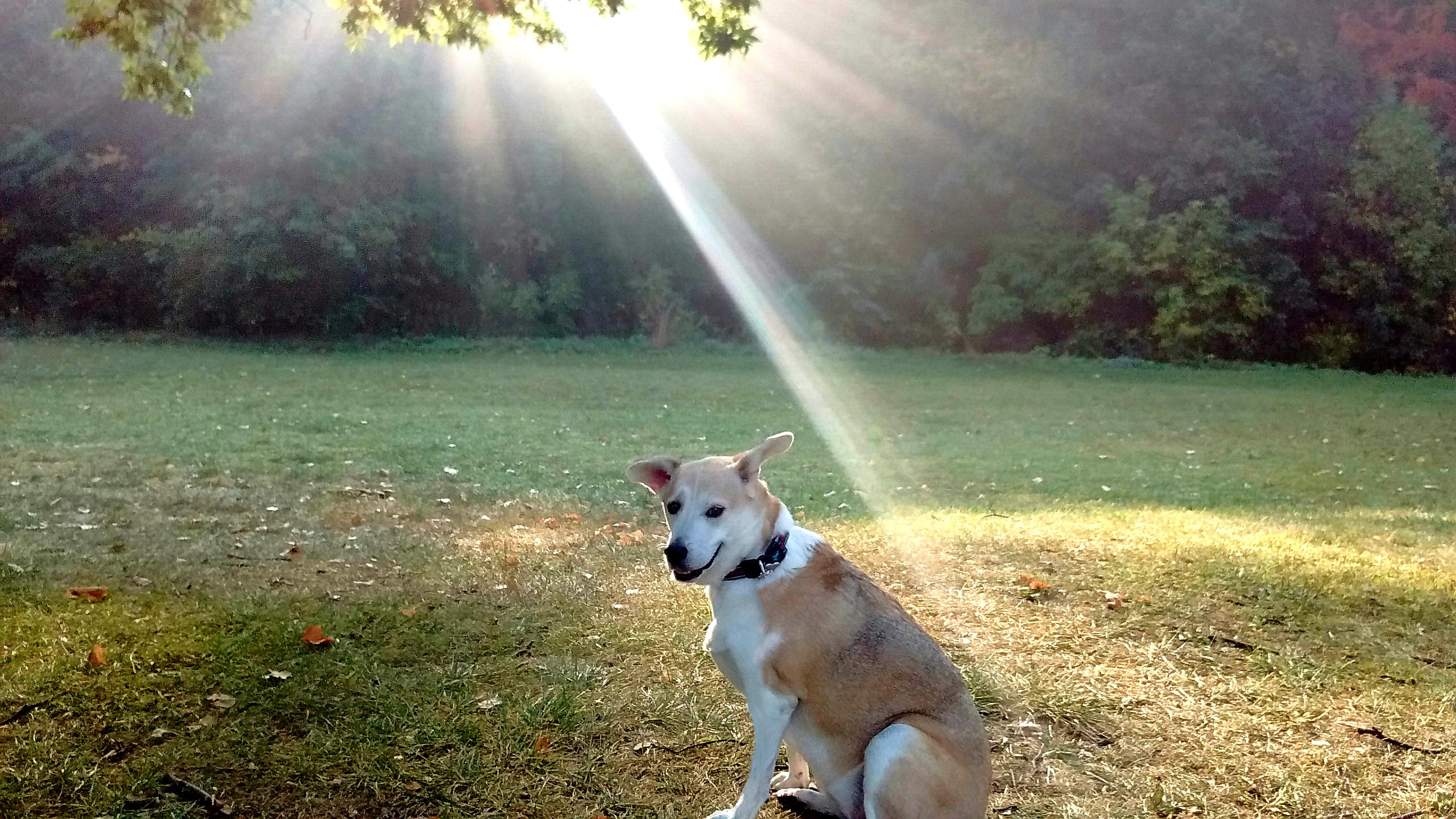 Lily - the beloved dog who inspired Lily's Poop Patrol